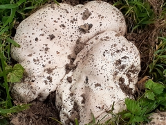 Calvatia cyathiformis
