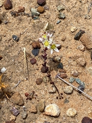 Dudleya brevifolia