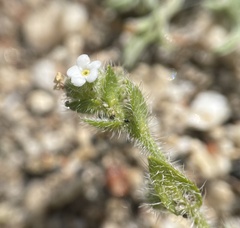 Plagiobothrys collinus fulvescens
