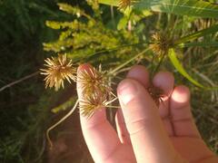 Cyperus lancastriensis