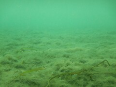 Halichoeres bivittatus