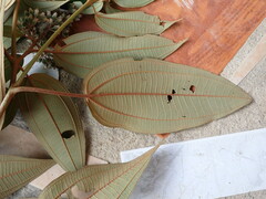 Miconia dodecandra