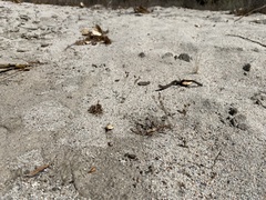 Eremocarya micrantha