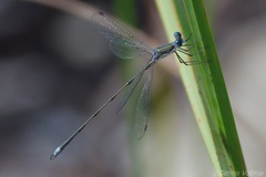 Lestes spumarius