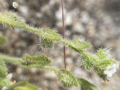 Plagiobothrys collinus fulvescens