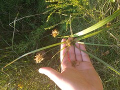 Cyperus lancastriensis