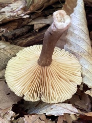 Lactifluus gerardii
