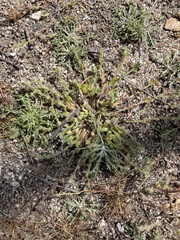 Plagiobothrys collinus fulvescens