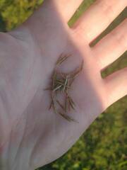 Cyperus lancastriensis