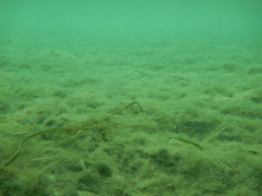 Halichoeres bivittatus