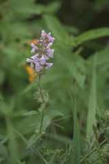 Stachys hispida