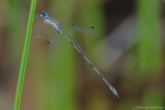 Lestes spumarius