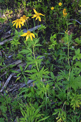 Rudbeckiinae