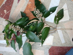 Miconia dodecandra