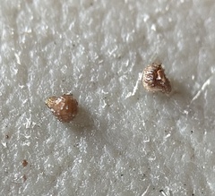 Plagiobothrys collinus fulvescens