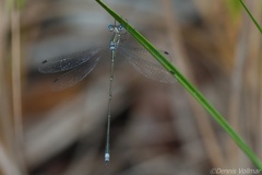 Lestes spumarius