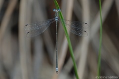 Lestes spumarius