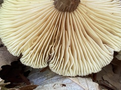 Lactifluus gerardii