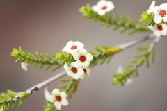 Micromyrtus albicans