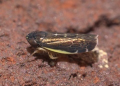 Planicephalus