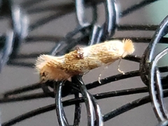 Bucculatrix coronatella