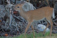 Odocoileus virginianus clavium