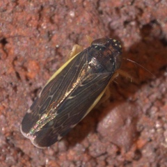 Planicephalus