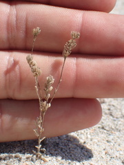 Eremocarya micrantha