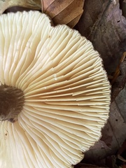 Lactifluus gerardii
