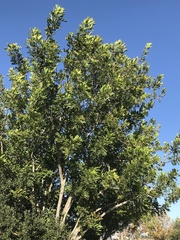 Cupaniopsis anacardioides