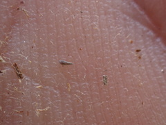 Eremocarya micrantha