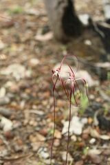 Caladenia erythronema