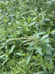 Amaranthus hybridus