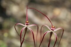 Caladenia erythronema