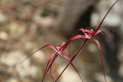 Caladenia erythronema