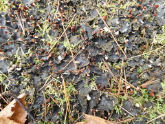 Peltigera canina