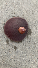 Paraconcavus pacificus