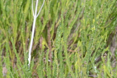 Baccharis trimera