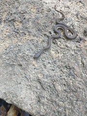 Regina septemvittata