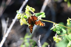 Polygonia gracilis