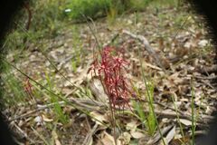 Caladenia erythronema