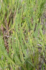 Baccharis trimera