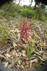 Caladenia erythronema