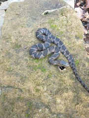 Nerodia sipedon pleuralis