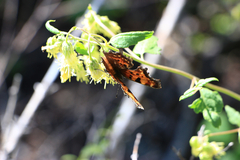 Polygonia gracilis