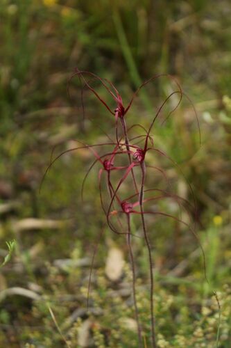 Image of Caladenia pulchra by (c) Em Lamond, some rights reserved (CC BY)