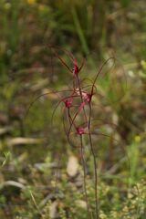 Caladenia erythronema