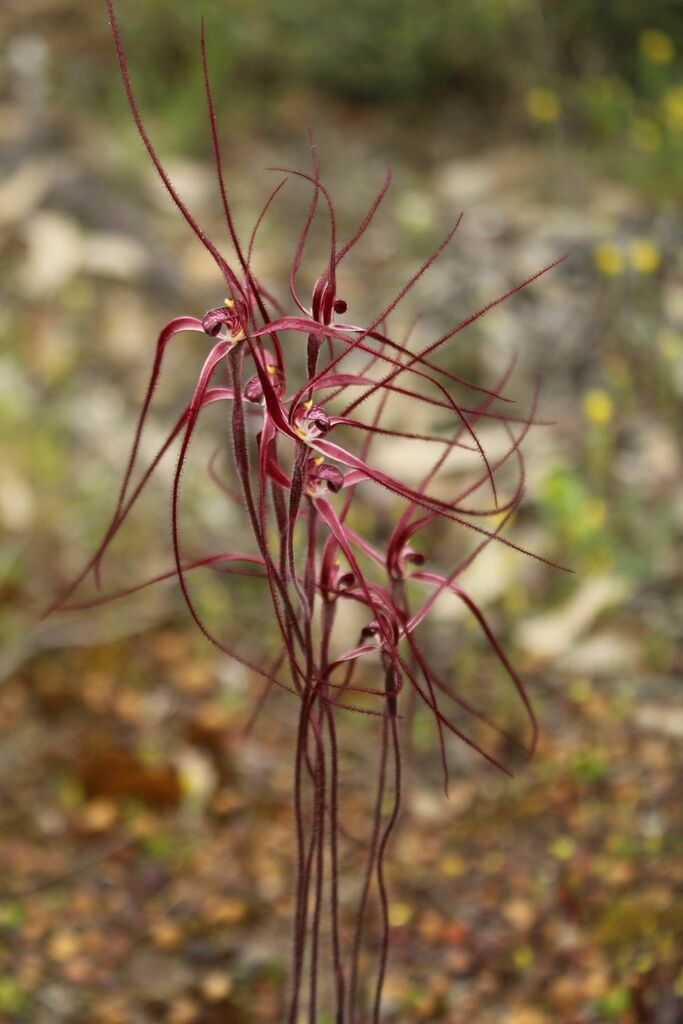 Caladenia pulchra