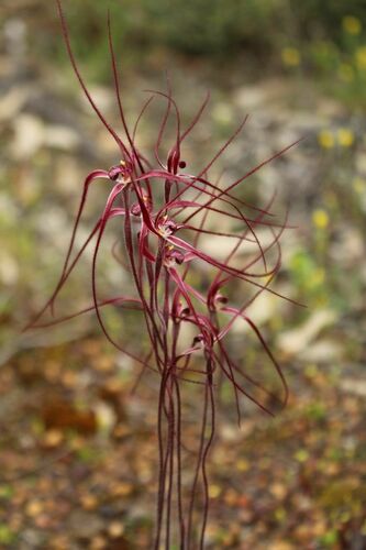 Slender spider orchid (Caladenia pulchra)
