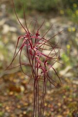 Caladenia erythronema